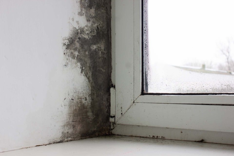 mold on window